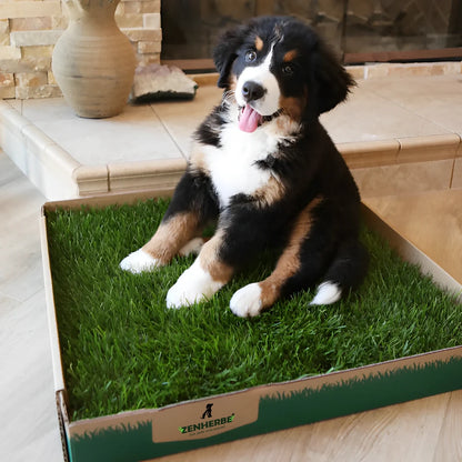 Zenherbe® Carré d'herbe naturel