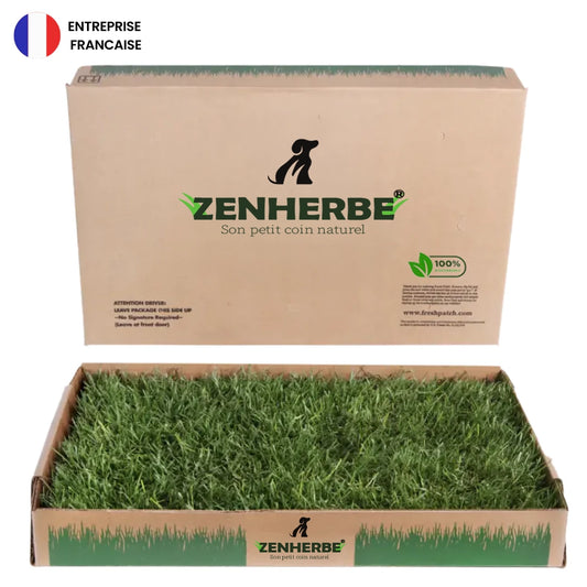 Zenherbe® Carré d'herbe naturel