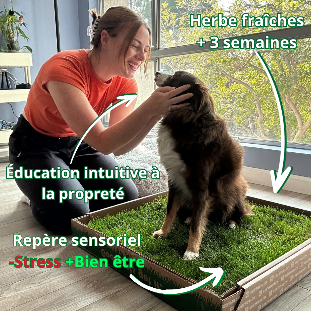 Zenherbe® Carré d'herbe naturel